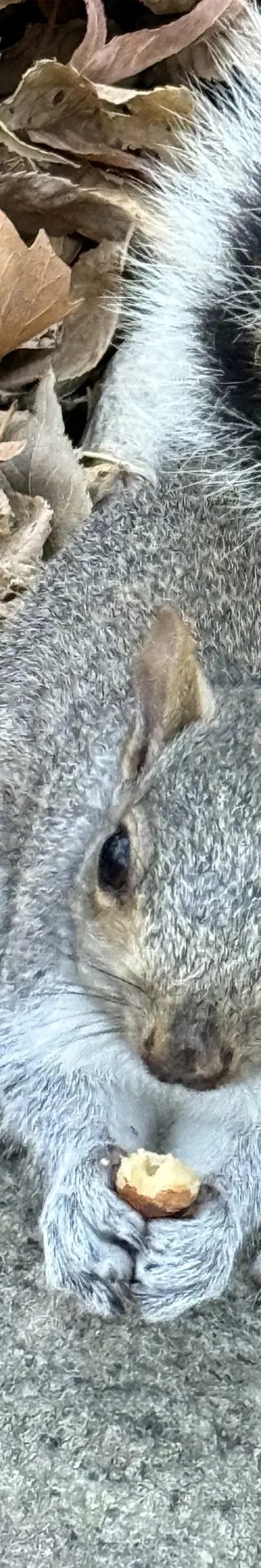 Süsse Eichhörnchen